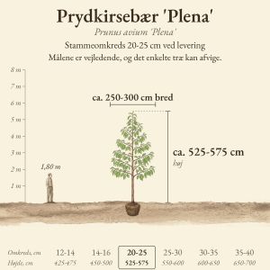 Prydkirsebær 'Plena' 20-25 cm, højde og bredde ved levering sammenlignet med en person på 1,80 m