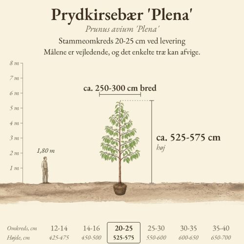Prydkirsebær 'Plena' 20-25 cm, højde og bredde ved levering sammenlignet med en person på 1,80 m