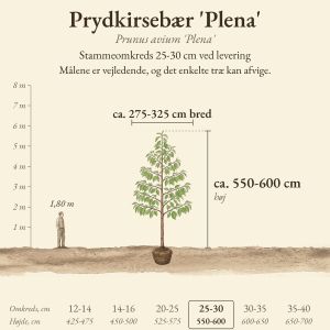 Prydkirsebær 'Plena' 25-30 cm, højde og bredde ved levering sammenlignet med en person på 1,80 m