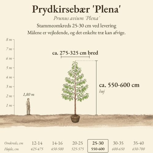 Prydkirsebær 'Plena' 25-30 cm, højde og bredde ved levering sammenlignet med en person på 1,80 m