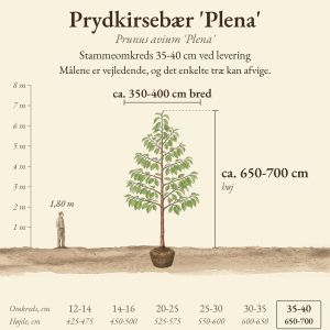 Prydkirsebær 'Plena' 35-40 cm, højde og bredde ved levering sammenlignet med en person på 1,80 m