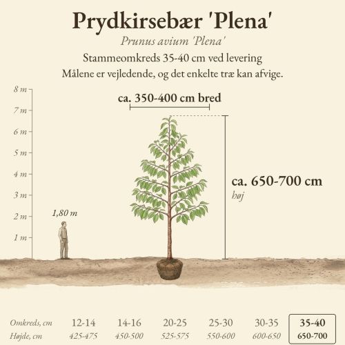 Prydkirsebær 'Plena' 35-40 cm, højde og bredde ved levering sammenlignet med en person på 1,80 m
