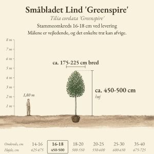 Småbladet Lind 'Greenspire' 16-18 cm, højde og bredde ved levering sammenlignet med en person på 1,80 m