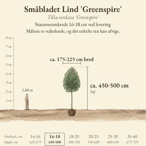 Småbladet Lind 'Greenspire' 16-18 cm, højde og bredde ved levering sammenlignet med en person på 1,80 m