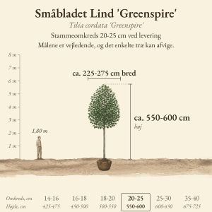 Småbladet Lind 'Greenspire' 20-25 cm, højde og bredde ved levering sammenlignet med en person på 1,80 m