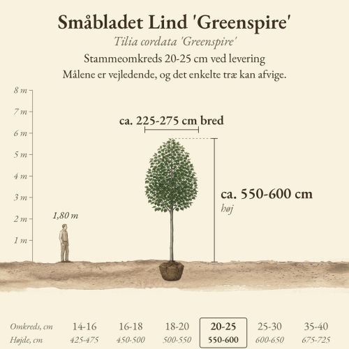 Småbladet Lind 'Greenspire' 20-25 cm, højde og bredde ved levering sammenlignet med en person på 1,80 m