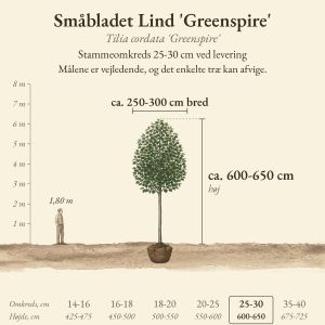 Småbladet Lind 'Greenspire' 25-30 cm, højde og bredde ved levering sammenlignet med en person på 1,80 m
