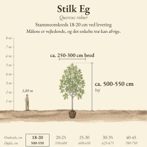 Stilk Eg 18-20 cm, højde og bredde ved levering sammenlignet med en person på 1,80 m