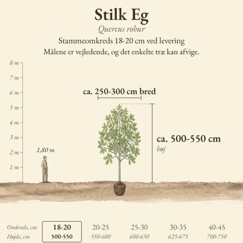 Stilk Eg 18-20 cm, højde og bredde ved levering sammenlignet med en person på 1,80 m
