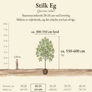 Stilk Eg 20-25 cm, højde og bredde ved levering sammenlignet med en person på 1,80 m