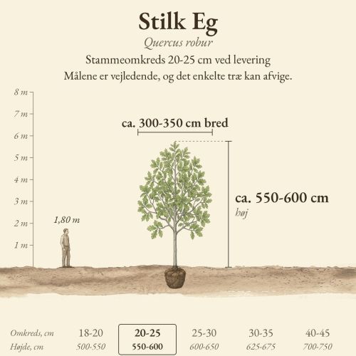 Stilk Eg 20-25 cm, højde og bredde ved levering sammenlignet med en person på 1,80 m