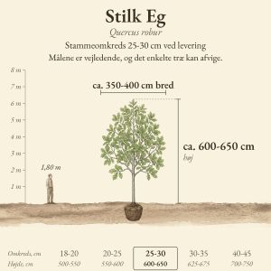 Stilk Eg 25-30 cm, højde og bredde ved levering sammenlignet med en person på 1,80 m