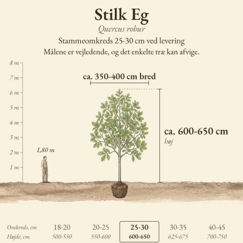Stilk Eg 25-30 cm, højde og bredde ved levering sammenlignet med en person på 1,80 m