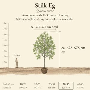 Stilk Eg 30-35 cm, højde og bredde ved levering sammenlignet med en person på 1,80 m