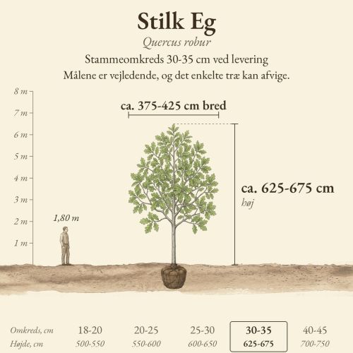 Stilk Eg 30-35 cm, højde og bredde ved levering sammenlignet med en person på 1,80 m