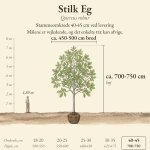 Stilk Eg 40-45 cm, højde og bredde ved levering sammenlignet med en person på 1,80 m