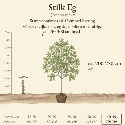 Stilk Eg 40-45 cm, højde og bredde ved levering sammenlignet med en person på 1,80 m