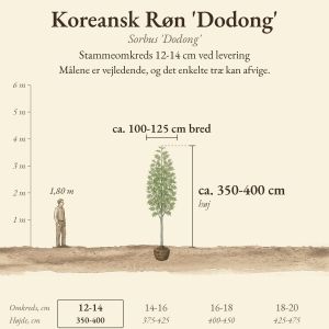 Koreansk Røn 'Dodong' 12-14 cm, højde og bredde ved levering sammenlignet med en person på 1,80 m