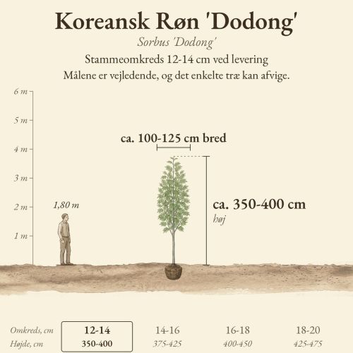 Koreansk Røn 'Dodong' 12-14 cm, højde og bredde ved levering sammenlignet med en person på 1,80 m