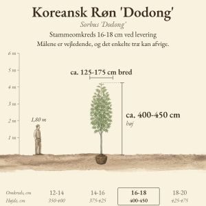Koreansk Røn 'Dodong' 16-18 cm, højde og bredde ved levering sammenlignet med en person på 1,80 m
