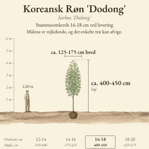 Koreansk Røn 'Dodong' 16-18 cm, højde og bredde ved levering sammenlignet med en person på 1,80 m