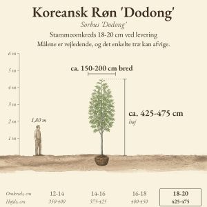 Koreansk Røn 'Dodong' 18-20 cm, højde og bredde ved levering sammenlignet med en person på 1,80 m