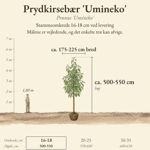 Prydkirsebær 'Umineko' 16-18 cm, højde og bredde ved levering sammenlignet med en person på 1,80 m