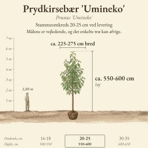 Prydkirsebær 'Umineko' 20-25 cm, højde og bredde ved levering sammenlignet med en person på 1,80 m