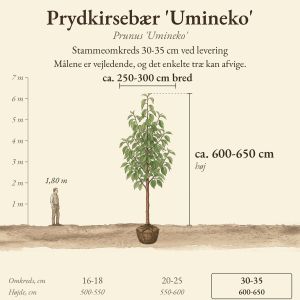 Prydkirsebær 'Umineko' 30-35 cm, højde og bredde ved levering sammenlignet med en person på 1,80 m