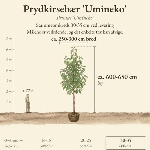 Prydkirsebær 'Umineko' 30-35 cm, højde og bredde ved levering sammenlignet med en person på 1,80 m