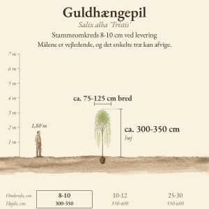 Guldhængepil 'Tristis' 8-10 cm, højde og bredde ved levering sammenlignet med en person på 1,80 m