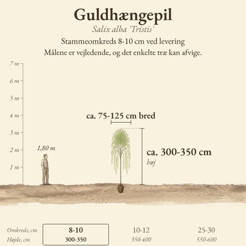 Guldhængepil 'Tristis' 8-10 cm, højde og bredde ved levering sammenlignet med en person på 1,80 m