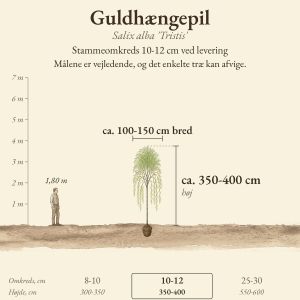 Guldhængepil 'Tristis' 10-12 cm, højde og bredde ved levering sammenlignet med en person på 1,80 m