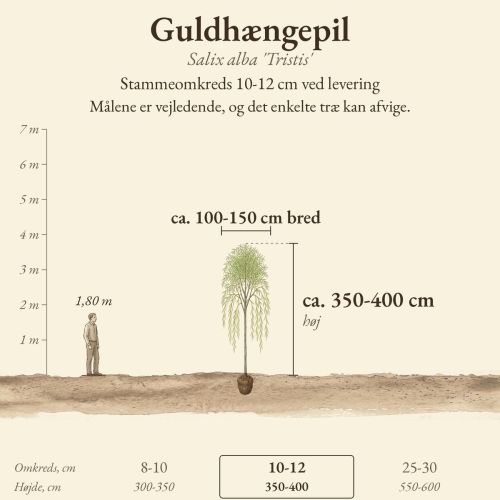 Guldhængepil 'Tristis' 10-12 cm, højde og bredde ved levering sammenlignet med en person på 1,80 m
