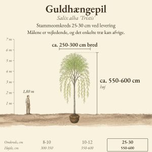 Guldhængepil 'Tristis' 25-30 cm, højde og bredde ved levering sammenlignet med en person på 1,80 m