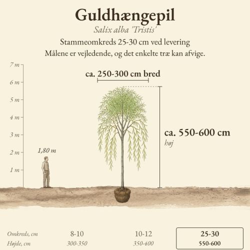 Guldhængepil 'Tristis' 25-30 cm, højde og bredde ved levering sammenlignet med en person på 1,80 m