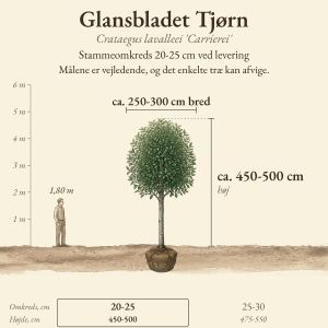 Glansbladet Tjørn 20-25 cm, højde og bredde ved levering sammenlignet med en person på 1,80 m