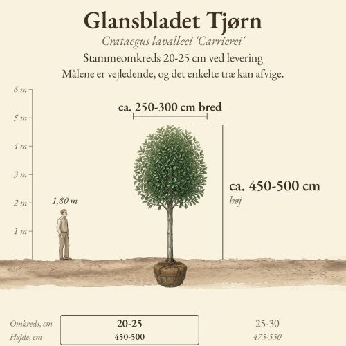 Glansbladet Tjørn 20-25 cm, højde og bredde ved levering sammenlignet med en person på 1,80 m