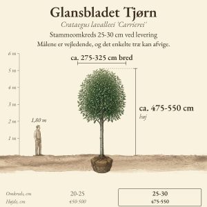 Glansbladet Tjørn 25-30 cm, højde og bredde ved levering sammenlignet med en person på 1,80 m