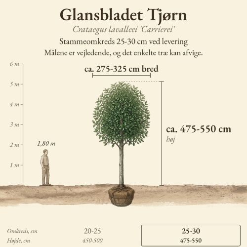 Glansbladet Tjørn 25-30 cm, højde og bredde ved levering sammenlignet med en person på 1,80 m
