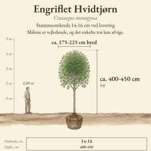 Engriflet Hvidtjørn 14-16 cm, højde og bredde ved levering sammenlignet med en person på 1,80 m