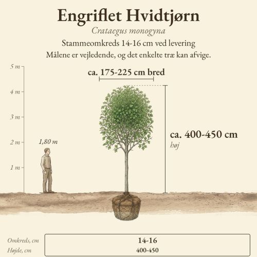 Engriflet Hvidtjørn 14-16 cm, højde og bredde ved levering sammenlignet med en person på 1,80 m