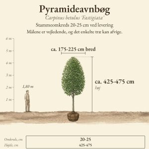 Pyramideavnbøg 20-25 cm, højde og bredde ved levering sammenlignet med en person på 1,80 m
