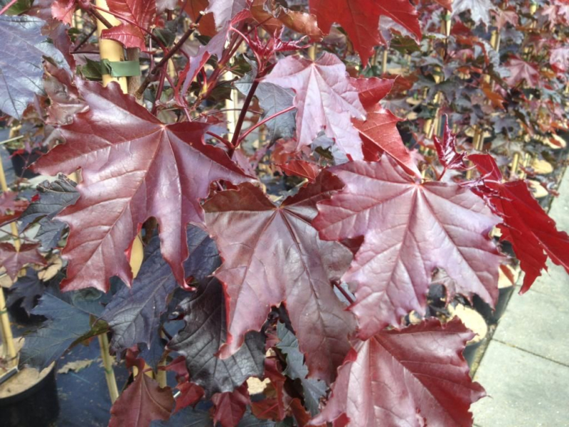 Rødbladet Spidsløn - Acer platanoides ´Royal Red´ 200-250 cm