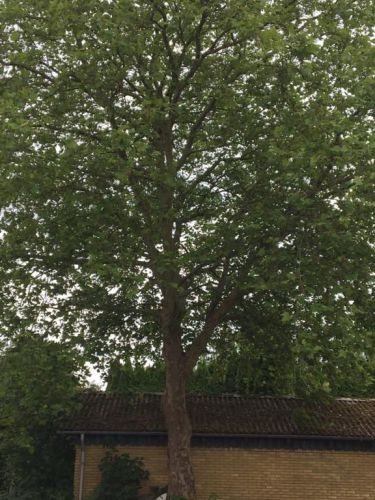 Platan - Platanus x hispanica 200-250 cm