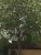 Platan - Platanus x hispanica 200-250 cm