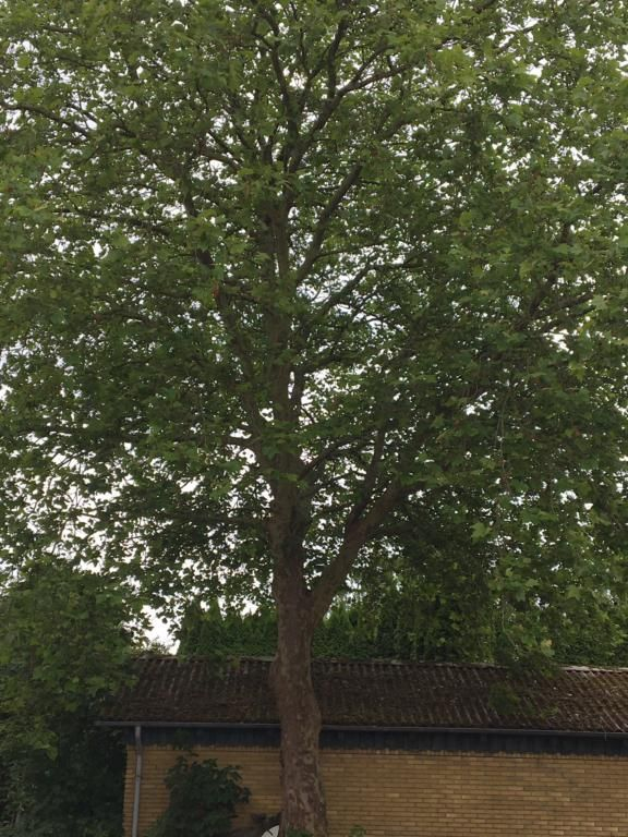 Platan - Platanus x hispanica 200-250 cm