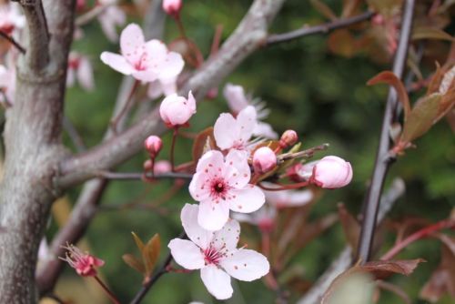 Blodblomme - Prunus cerasifera 'Nigra' 200-250 cm, 7,5 liter