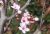 Blodblomme - Prunus cerasifera 'Nigra' 200-250 cm, 7,5 liter