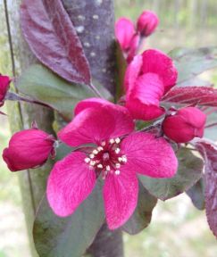 Paradisæble - Malus 'Scarlet' 200-250 cm